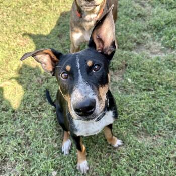 Tesla -  Mixed Breed Dog for Adoption in Lenexa, Kansas - Tesla | PetCurious