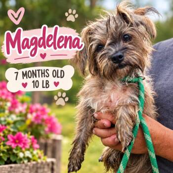 Magdelena -  Brussels Griffon Dog for Adoption in Fort Worth, Texas - Magdelena | PetCurious
