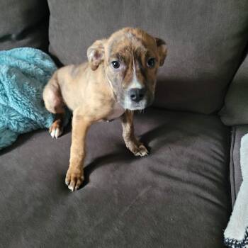 Terrier Dogs Available for Adoption in New London, Wisconsin - Buck | PetCurious