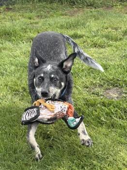 Rico -  Australian Cattle Dog Blue Heeler Dog for Adoption in Vancouver, Washington - Rico | PetCurious