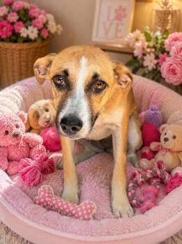 Sage -  Black Mouth Cur Dog for Adoption in Wanaque, New Jersey - Sage | PetCurious