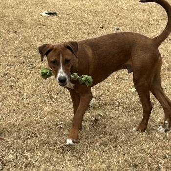 Doberman Pinscher and Pit Bull Terrier Dogs Available for Adoption - Bowie | PetCurious