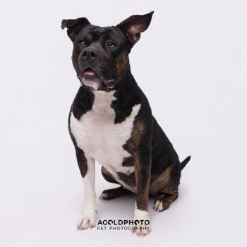 Terrier Dogs Available for Adoption - Amy | PetCurious