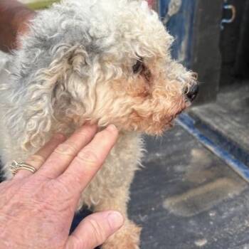 Angelino -  Miniature Poodle Dog for Adoption in Normal, Illinois - Angelino | PetCurious