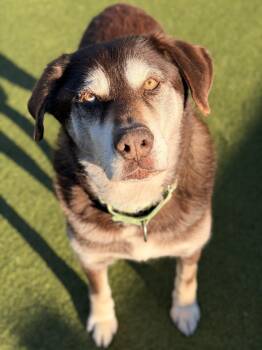 Husky Dogs Available for Adoption in Mt. Juliet, Tennessee - Jax | PetCurious