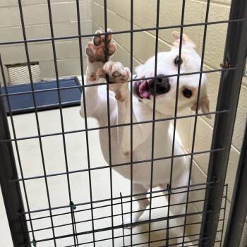 George Jones -  Hound and Shiba Inu Dog for Adoption in Clarksville, Virginia - George Jones | PetCurious