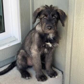 BARBARA -  German Wirehaired Pointer Dog for Adoption in Loveland, Colorado - BARBARA | PetCurious