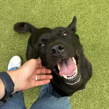 Haven -  German Shepherd Dog Dog for Adoption in Greensboro, North Carolina - Haven | PetCurious
