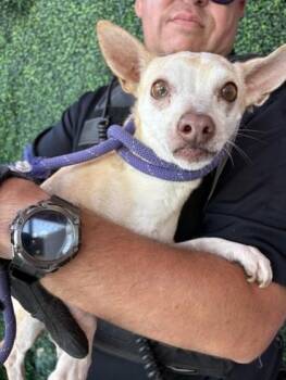 Cory -  Chihuahua and Mixed Breed Dog for Adoption in El Paso, Texas - Cory | PetCurious