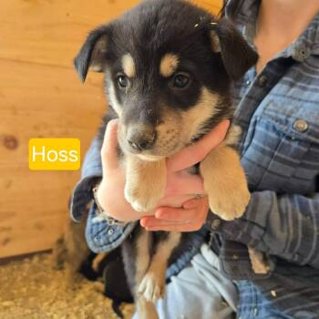 Shepherd Dogs Available for Adoption in Woodstock, Ontario - Hoss | PetCurious