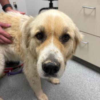 Estelle -  Great Pyrenees Dog for Adoption in Batavia, Ohio - Estelle | PetCurious