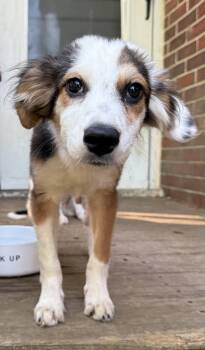 Dorsey -  Shetland Sheepdog Sheltie Dog for Adoption in Lexington, Kentucky - Dorsey | PetCurious