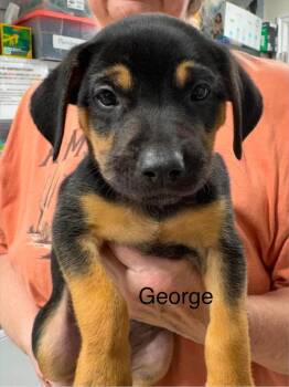 George -  Terrier Dog for Adoption in St. George, Utah - George | PetCurious