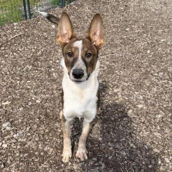 Molder -  Basenji and Mixed Breed Dog for Adoption in Wappingers Falls, New York - Molder | PetCurious