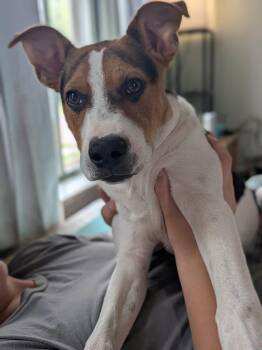 Cooper -  Jack Russell Terrier Dog for Adoption in Elkhorn, Wisconsin - Cooper | PetCurious
