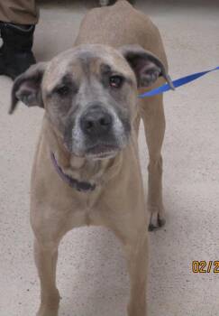 Hound and Mastiff Dogs Available for Adoption - Sugar(853) | PetCurious