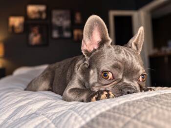 Wednesday (Bryana-Fostered in TN) -  French Bulldog Dog for Adoption in Brighton, Tennessee - Wednesday (Bryana-Fostered In TN) | PetCurious