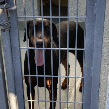 Doberman Pinscher Dogs Available for Adoption - Rex | PetCurious