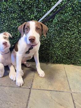 61684096 -  Mixed Breed Dog for Adoption in El Paso, Texas - 61684096 | PetCurious