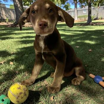 Doberman Pinscher Dogs Available for Adoption - Dozer | PetCurious
