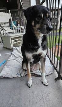 Rescue German Shepherd Dog Dogs for Adoption in Austin, Texas - Ducky ***Foster Home Needed ASAP!!*** | PetCurious