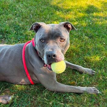 BRUTUS -  Pit Bull Terrier Dog for Adoption in Bowling Green, Ohio - BRUTUS | PetCurious