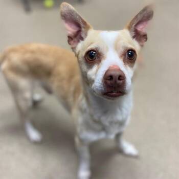 Rescue Chihuahua Dogs for Adoption in Aurora, Colorado - RICCO | PetCurious