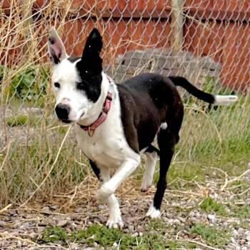 Sadie -  Border Collie and Pit Bull Terrier Dog for Adoption in Lander, Wyoming - Sadie | PetCurious