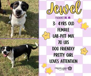 Jewel -  Black Labrador Retriever and Pit Bull Terrier Dog for Adoption in Lumberton, Texas - Jewel | PetCurious