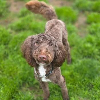 Labradoodle Dogs Available for Adoption in Eugene, Oregon - Johnny | PetCurious