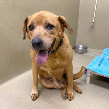 Tucker -  Retriever Dog Available for Adoption in Monroe, Georgia - Tucker | PetCurious