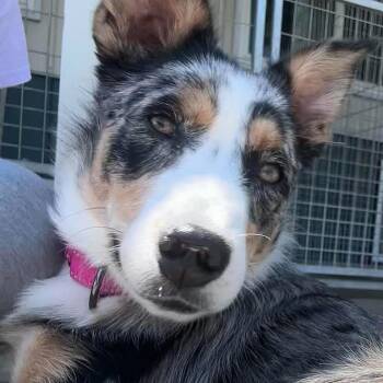 Honey -  Australian Shepherd and Australian Cattle Dog Blue Heeler Dog for Adoption in Tioga, Pennsylvania - Honey | PetCurious