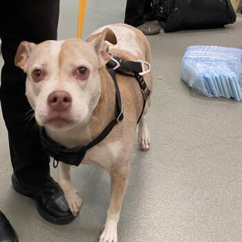Addison -  Pit Bull Terrier Dog for Adoption in Westminster, California - Addison | PetCurious