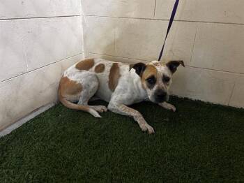 Rescue American Bulldog and Mixed Breed Dogs for Adoption in Winter Haven, Florida - A1244510 | PetCurious