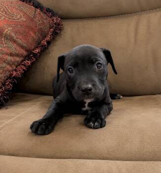 Labrador Retriever and Terrier Dogs Available for Adoption in Princeton, Massachusetts - Glory | PetCurious