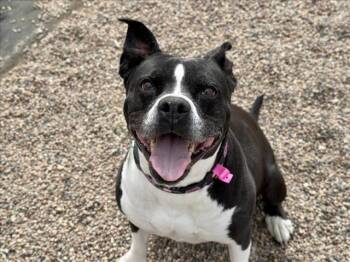 Rescue Pit Bull Terrier and Mixed Breed Dogs for Adoption in Loveland, Colorado - CLARA | PetCurious