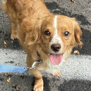 Appletini -  Mixed Breed Dog for Adoption in Rockville, Maryland - Appletini | PetCurious
