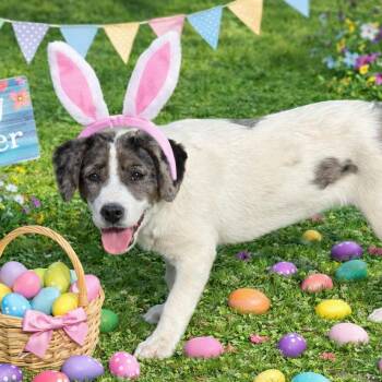 Border Collie and Labrador Retriever Dogs Available for Adoption - ELARA | PetCurious