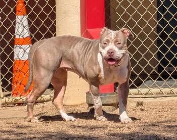Tulip A219914 -  Pit Bull Terrier Dog for Adoption in Plano, Texas - Tulip A219914 | PetCurious