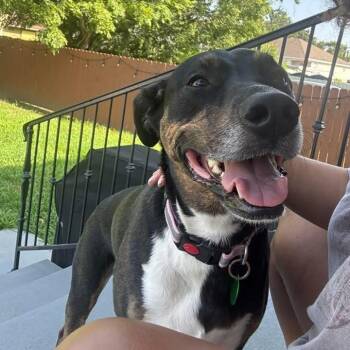 Xena (fka Bahn Mi) -  Catahoula Leopard Dog and Spaniel Dog for Adoption in Abbotsford, British Columbia - Xena (fka Bahn Mi) | PetCurious