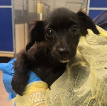 Sparky -  Chihuahua Dog for Adoption in Philadelphia, Pennsylvania - Sparky | PetCurious