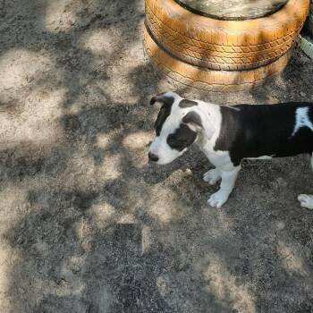 Arcee 29800 -  Mixed Breed Dog for Adoption in Middleburg, Florida - Arcee 29800 | PetCurious