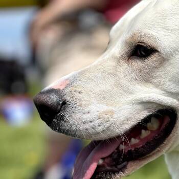 Bongo -  Mixed Breed Dog for Adoption in Glenfield, New York - Bongo | PetCurious