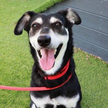 Hound and Mixed Breed Dogs Available for Adoption in Atlanta, Georgia - Barry | PetCurious