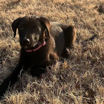 Black Labrador Retriever Dogs Available for Adoption - Rumi | PetCurious