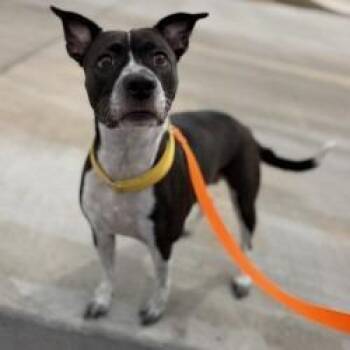 Nutella -  Cattle Dog and Mixed Breed Dog for Adoption in Bullhead City, Arizona - Nutella | PetCurious