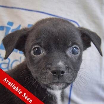 Chihuahua and Dachshund Dogs Available for Adoption - Oak | PetCurious