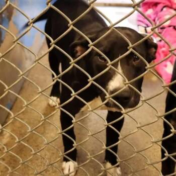 Rescue Labrador Retriever Dogs for Adoption in Anderson, California - Pepper | PetCurious