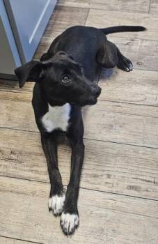 Black Labrador Retriever and Mountain Cur Dogs Available for Adoption in Morrilton, Arkansas - Vesper | PetCurious