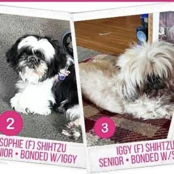 Sophie & Iggy (Bonded senior pair) -  Shih Tzu Dog for Adoption in Verona, New Jersey - Sophie & Iggy (Bonded Senior Pair) | PetCurious